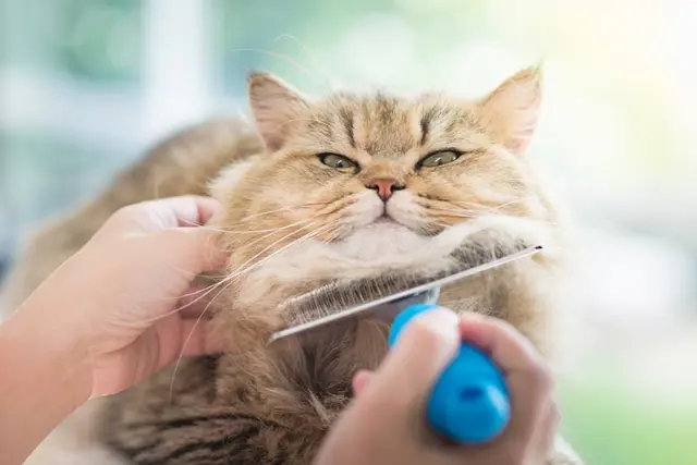 cat products