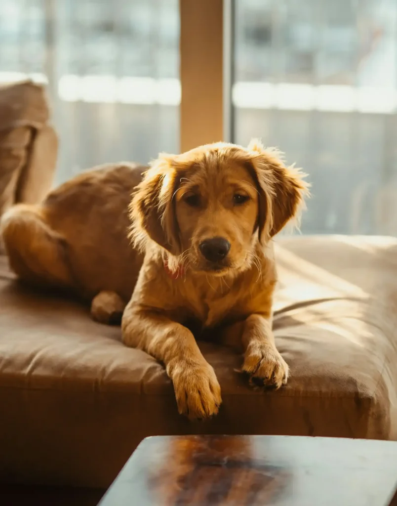 pet-friendly furniture