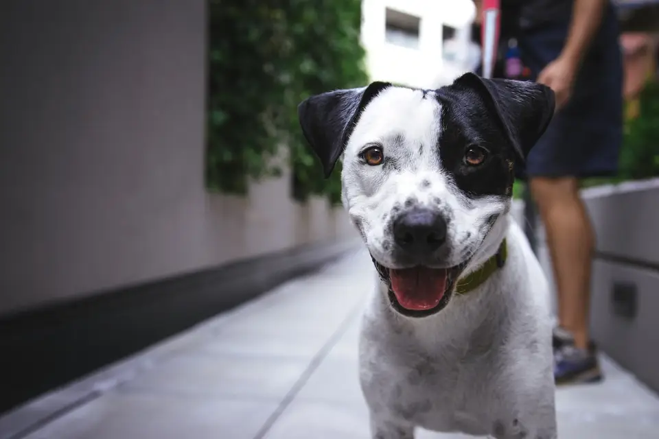 Dog products