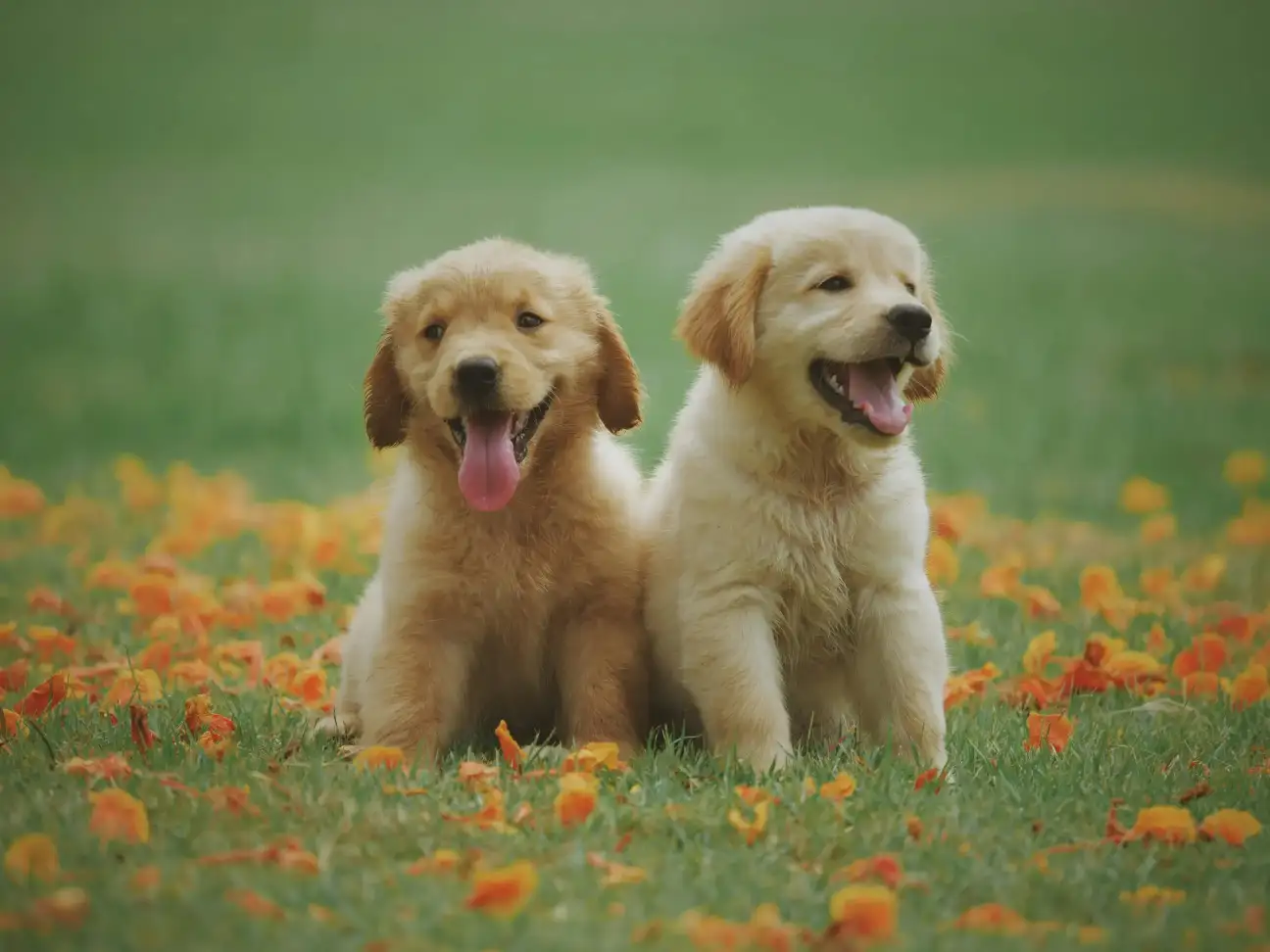 Dog Health