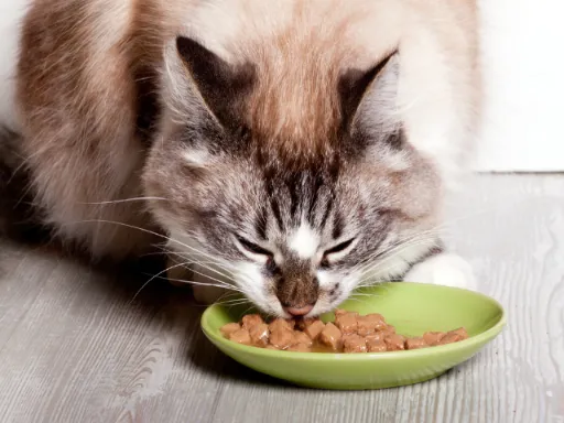 cat nutrition
