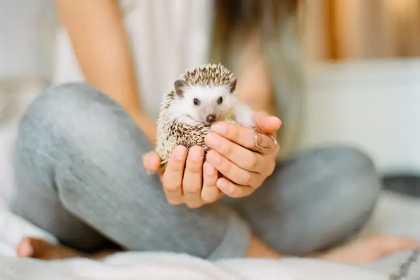 exotic pet