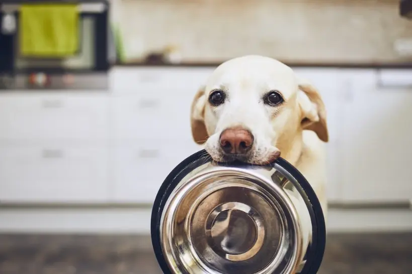 pet hydration