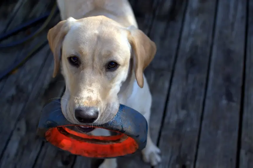 Indestructible Dog Toys