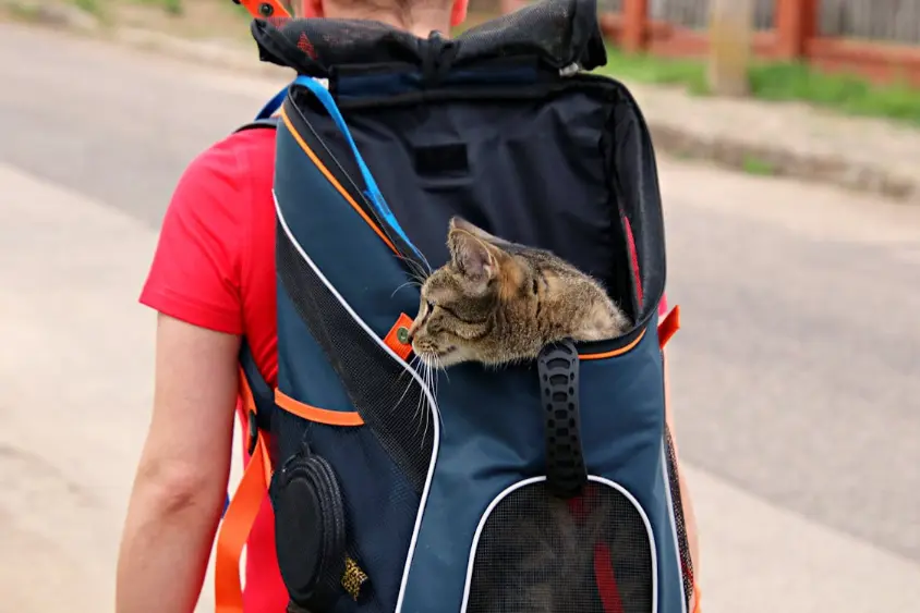 Traveling with Cats