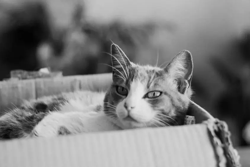 automatic litter boxes