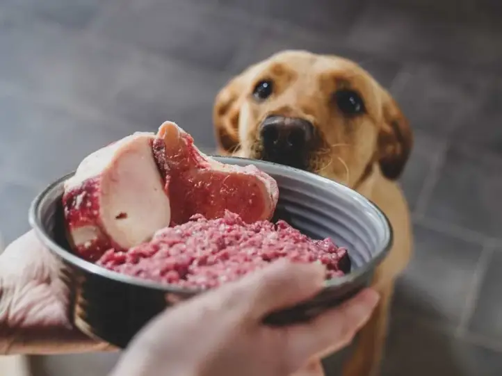 Raw Pet Food: Myths, Facts, and Best Practices