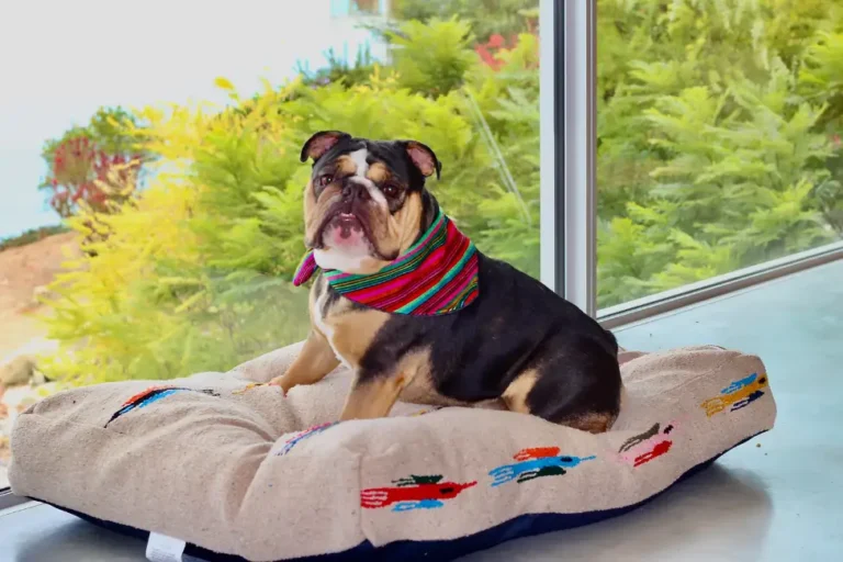 Innovative Pet Beds: Comfort Meets Technology for Better Sleep