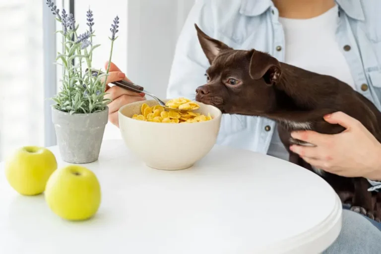 pet nutrition myths