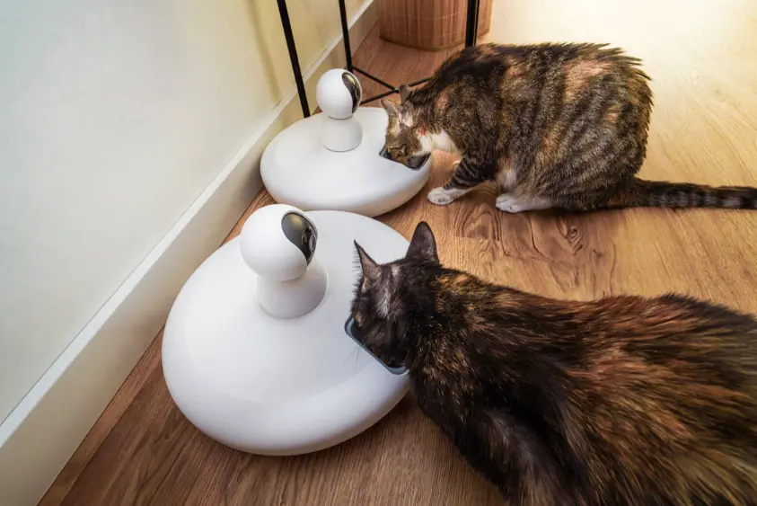 Pet accessories