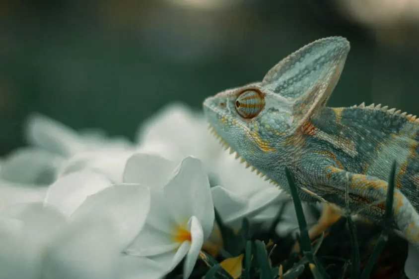 Exotic Pet
