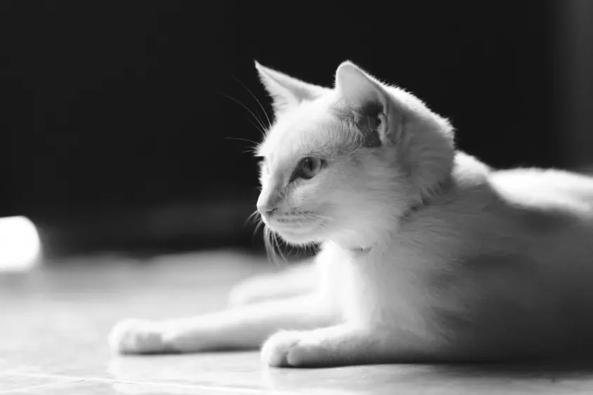 cat body language