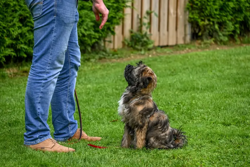 dog training