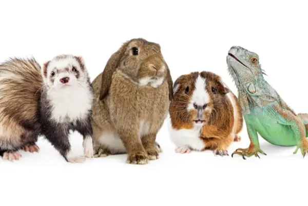 exotic pet socialization