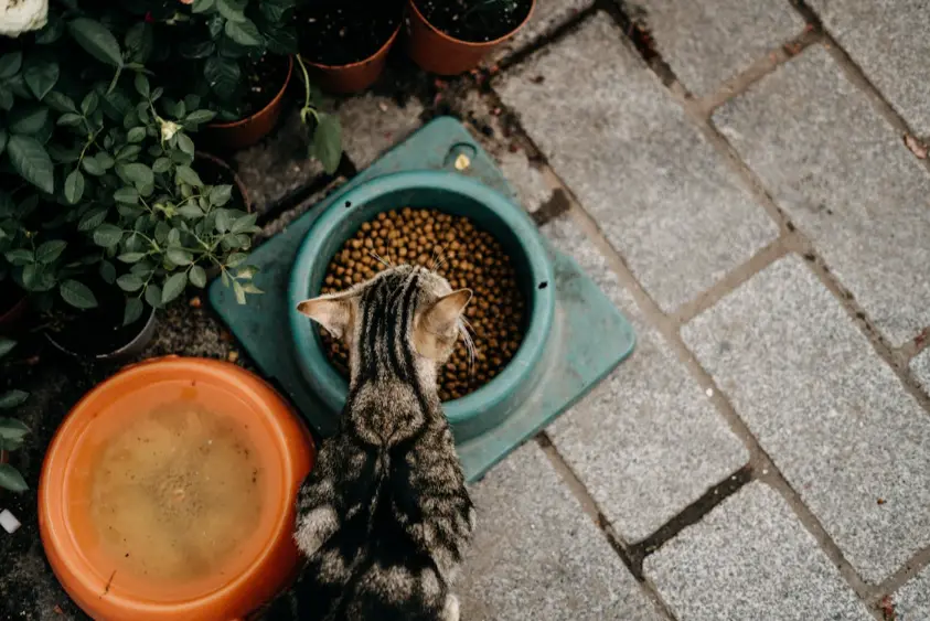 Cat Nutrition