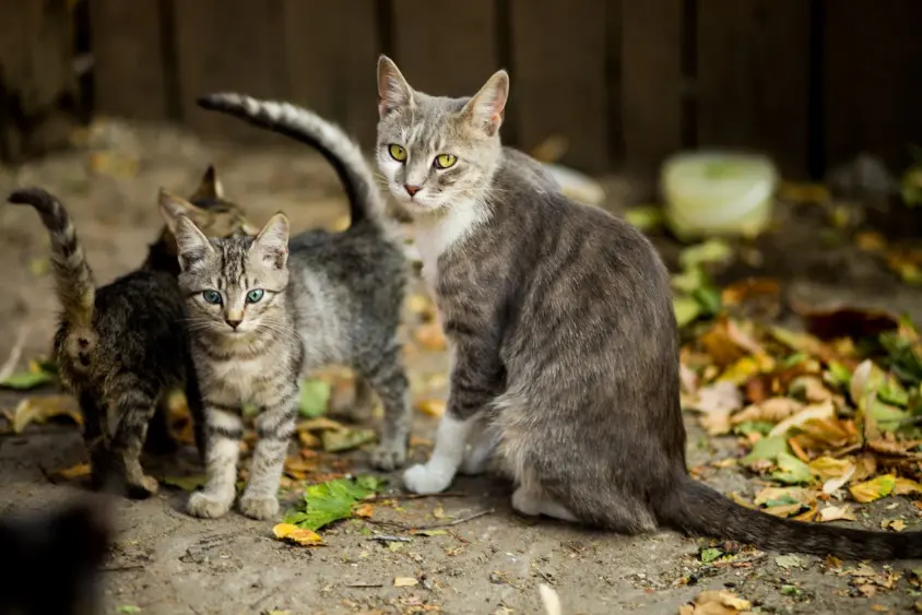 Outdoor cat