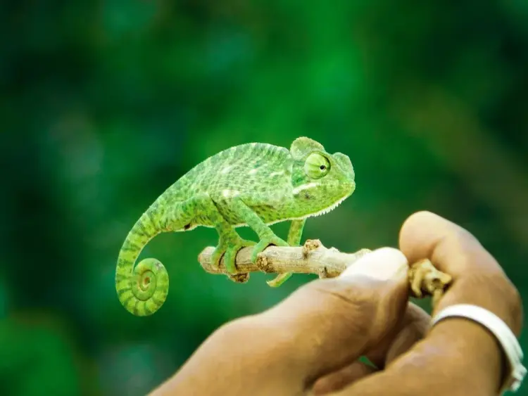 Exotic Pet