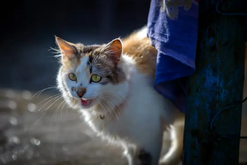 Cat behavior