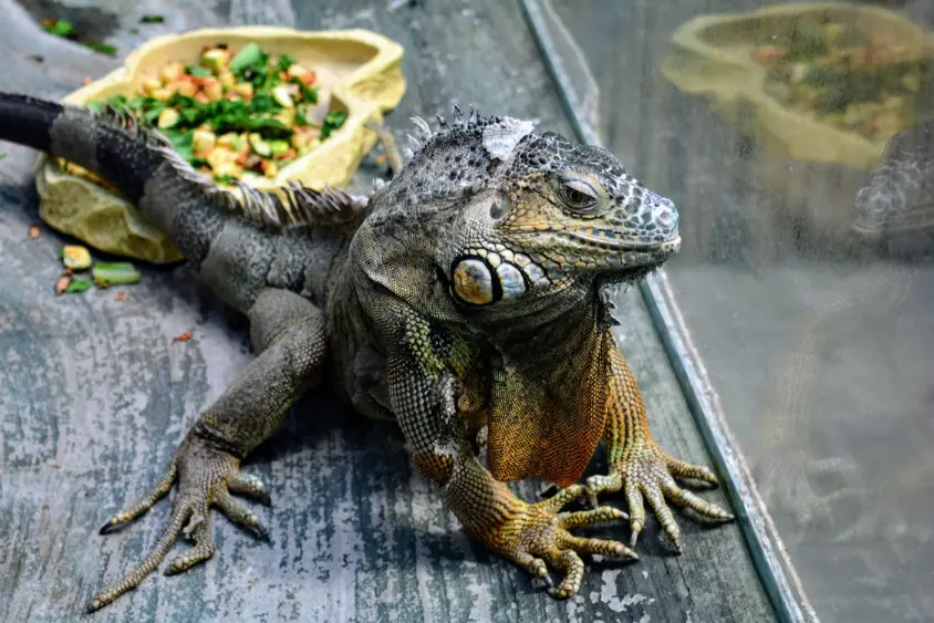 Exotic Pet Nutrition