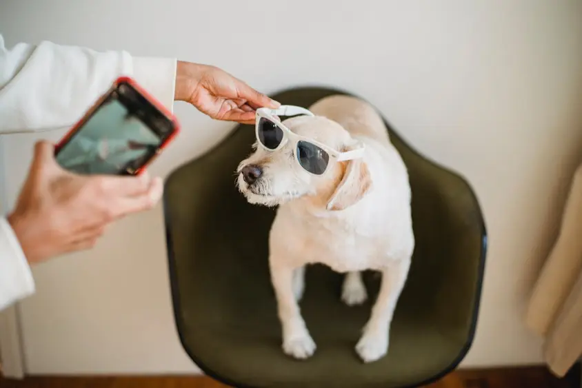 Pet accessories