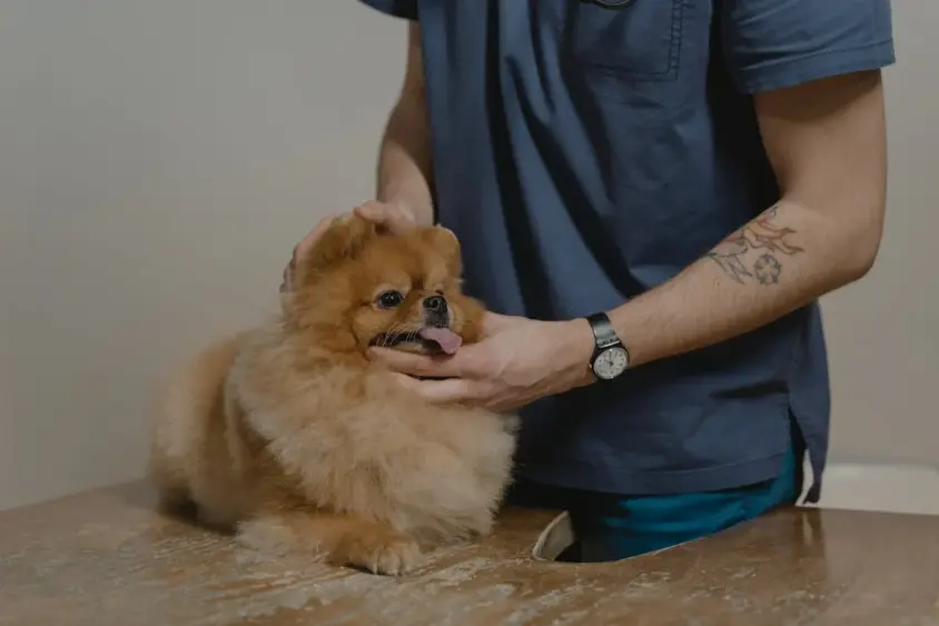 Dog Health issues