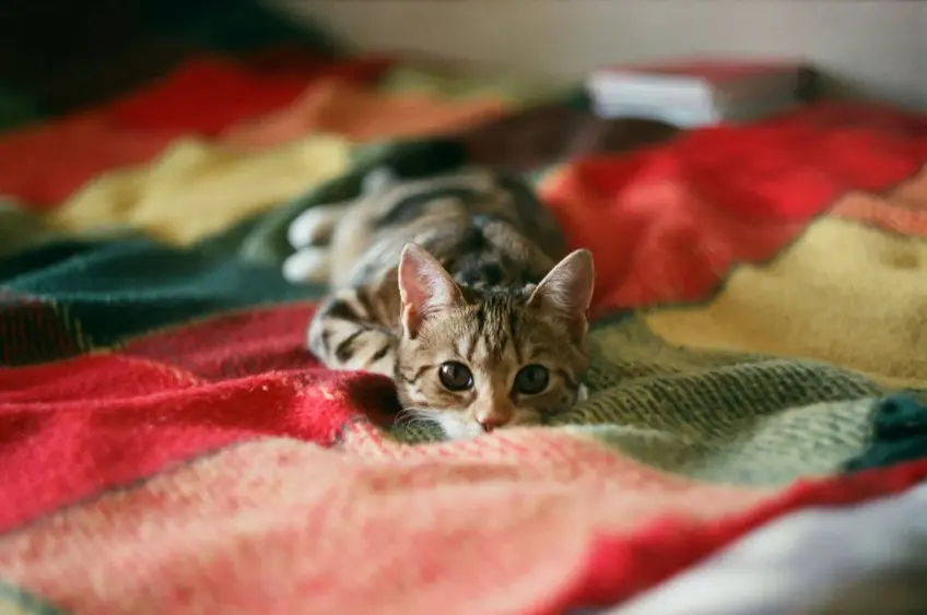 accessories for pets