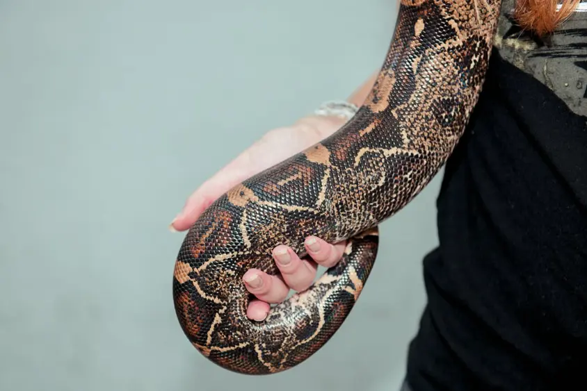 exotic pet