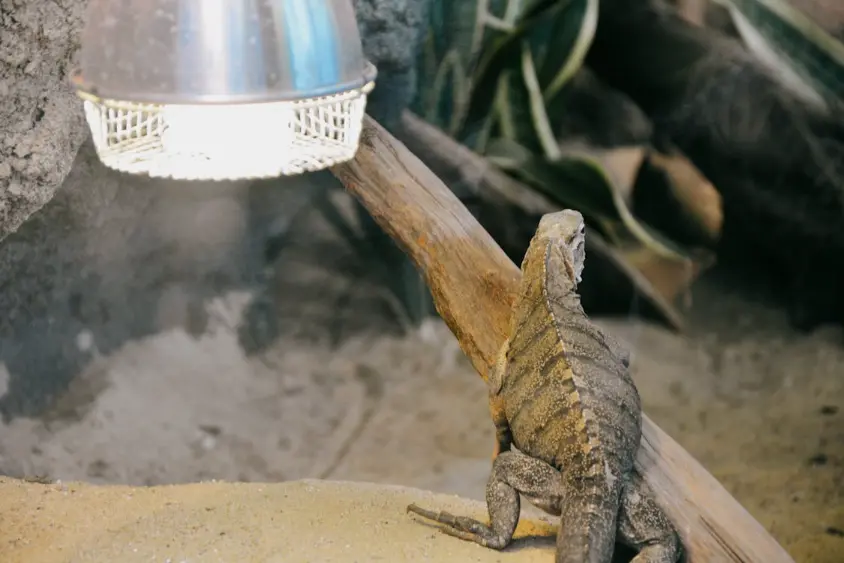 reptile  heating