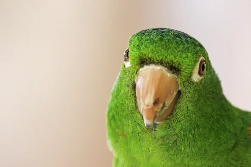 exotic pet