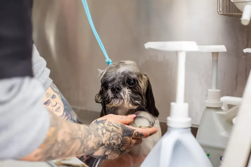 dog grooming bath tubs