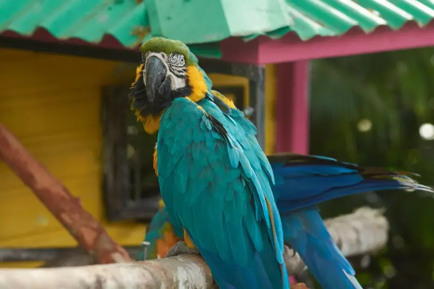 exotic pet