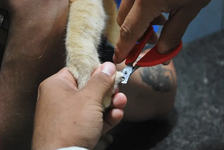 nail trimming