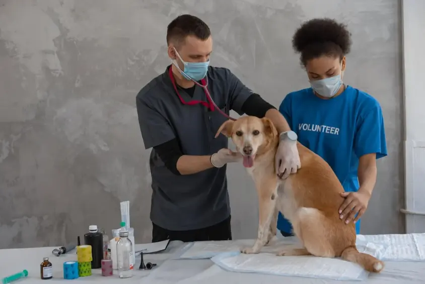 Monitoring Your Pet's Health