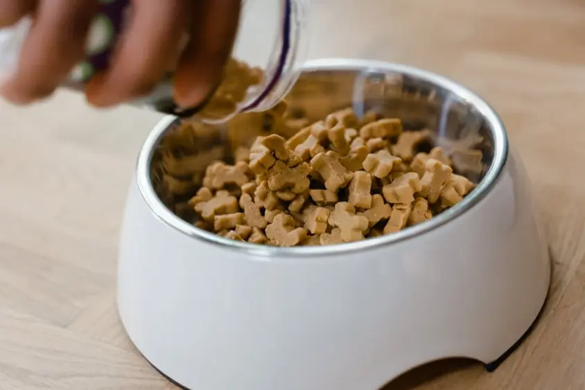 grain-free dog food