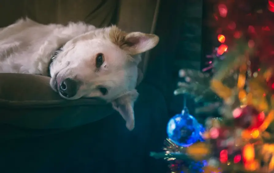 pet friendly furniture