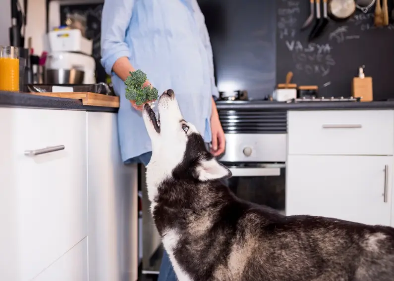 Dog products