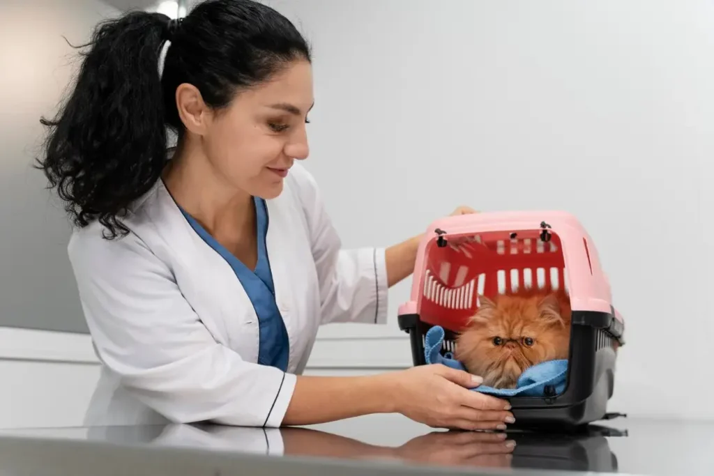 feline diseases