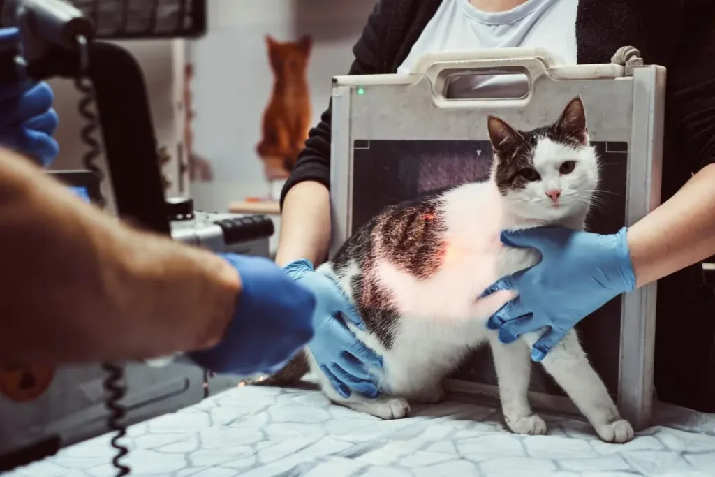 cat health
